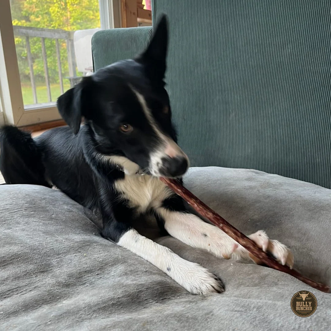 10-12 Inch Champion Chew - Image 3