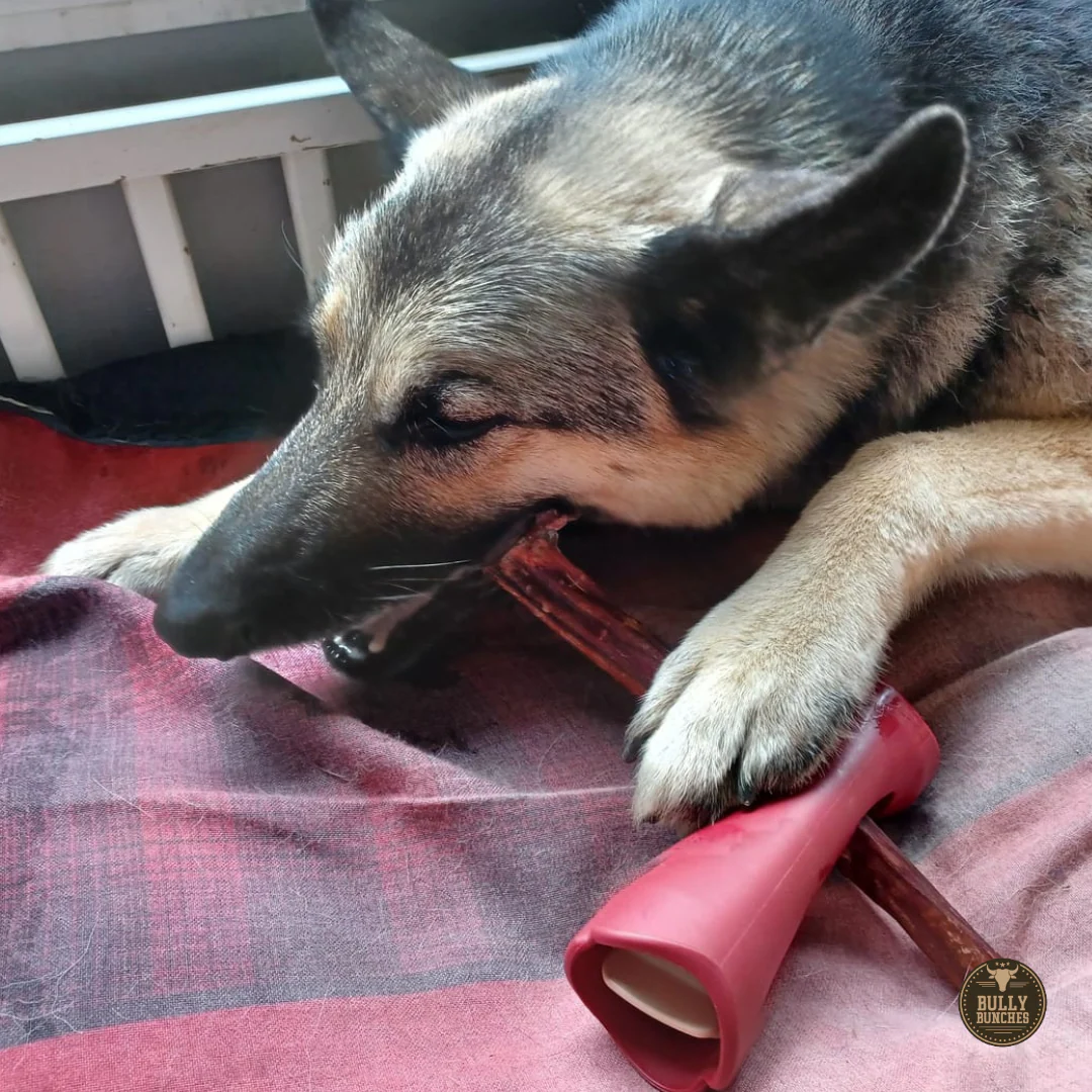 10-12 Inch Champion Chew - Image 7