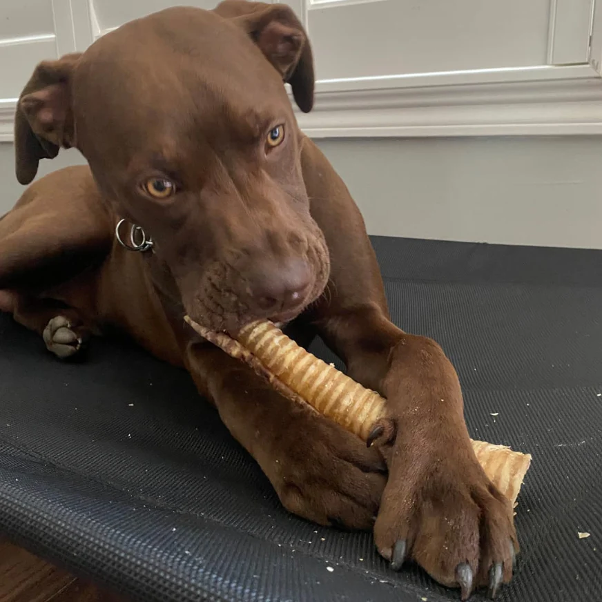 12 Inch Beef Trachea - Image 3