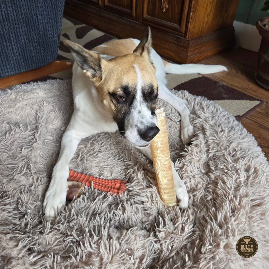 12 Inch Beef Trachea - Image 5