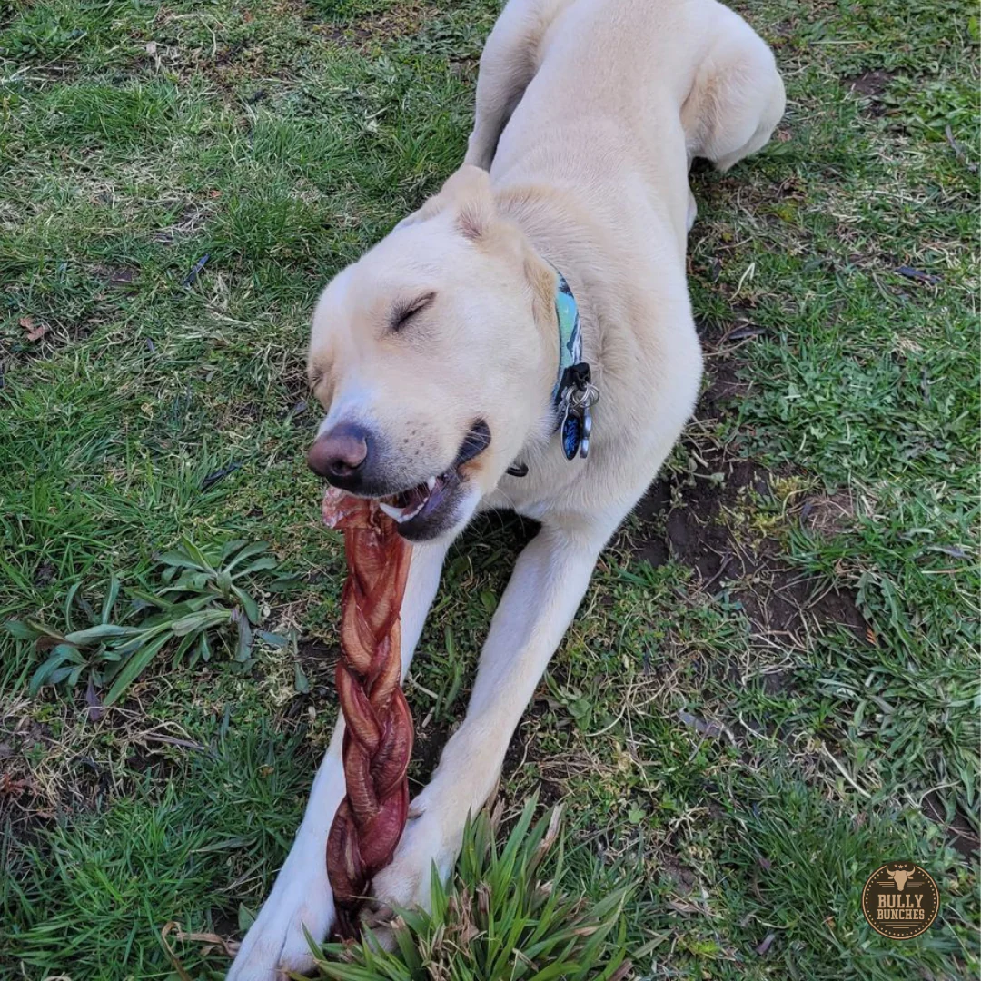 12 Inch Jumbo Braided Bully Stick - Image 3