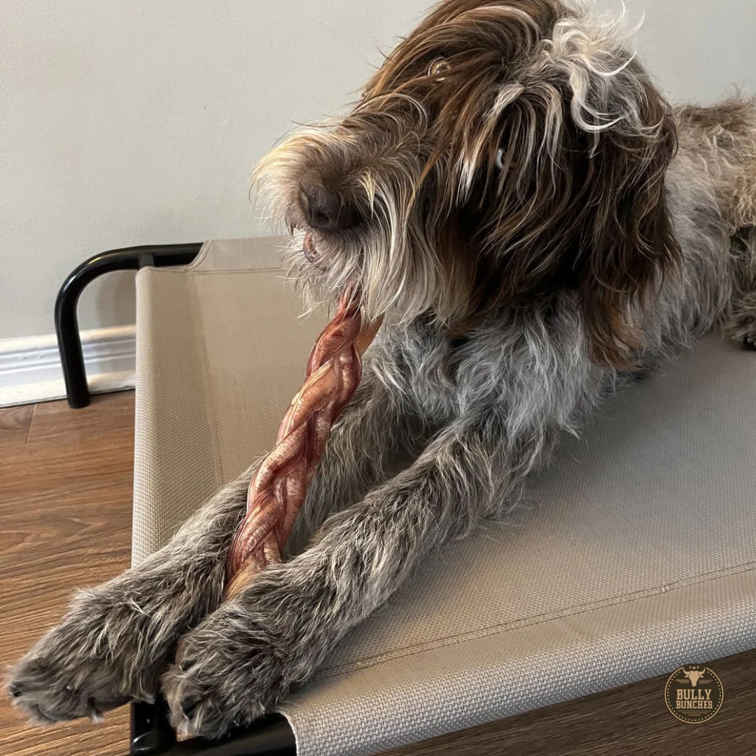 12 Inch Jumbo Braided Bully Stick - Image 6