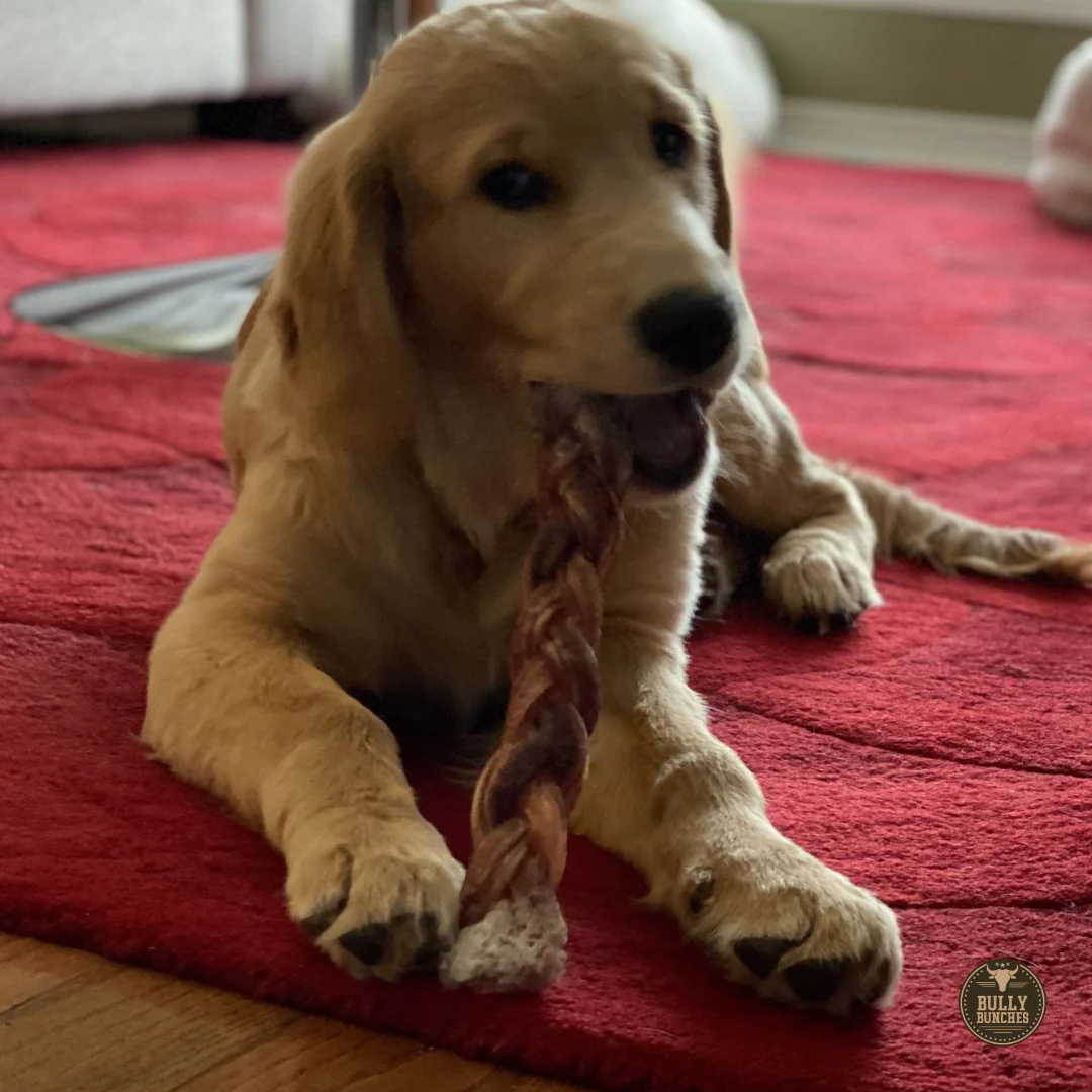 12 Inch Jumbo Braided Bully Stick - Image 9