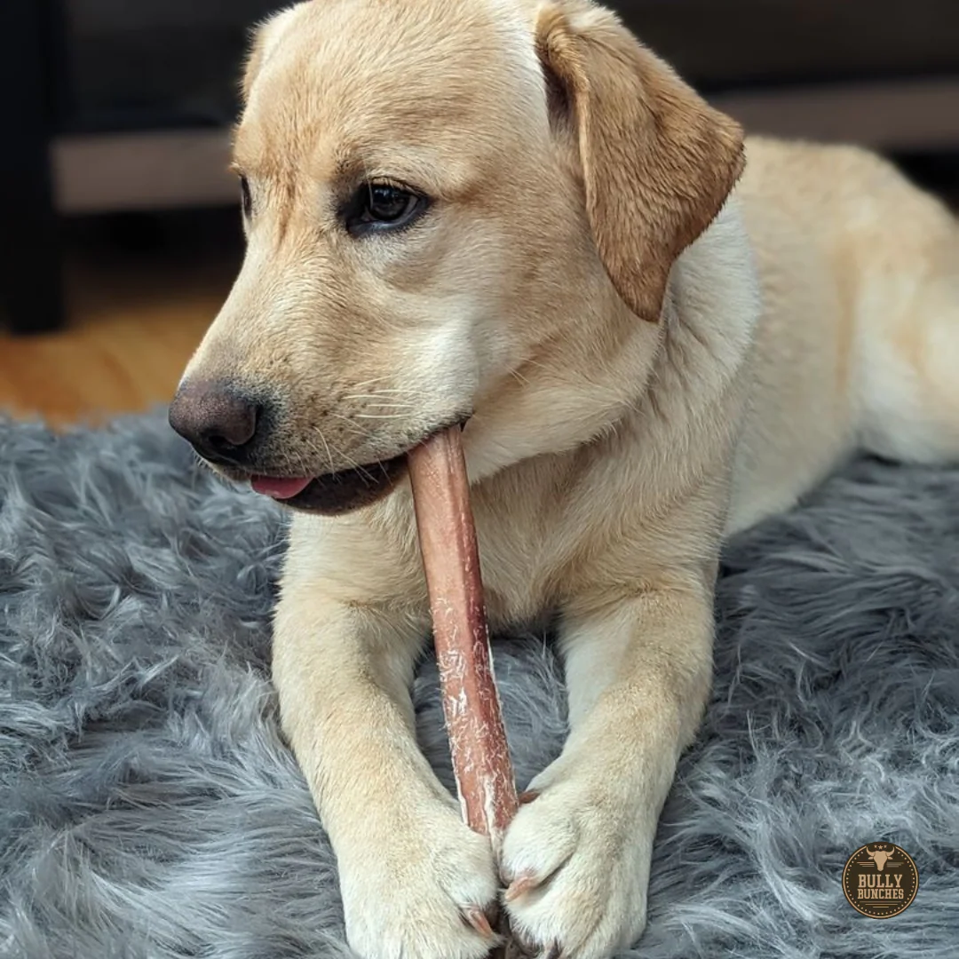 12 Inch Jumbo Bully Stick - Image 11
