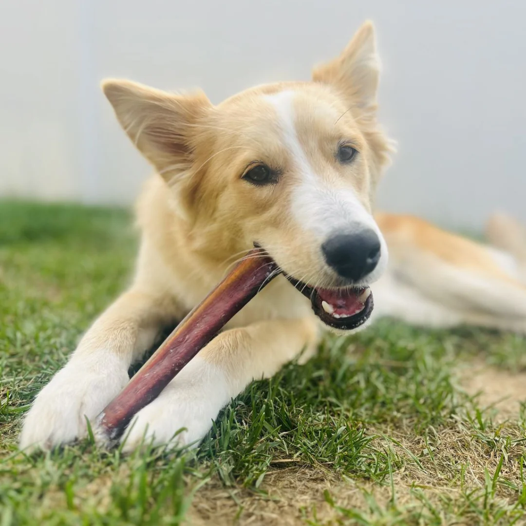 12 Inch Jumbo Bully Stick - Image 3