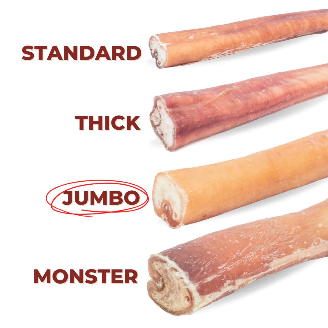 12 Inch Jumbo Bully Stick - Image 4