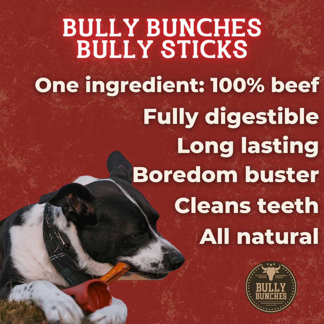 12 Inch Jumbo Bully Stick - Image 6