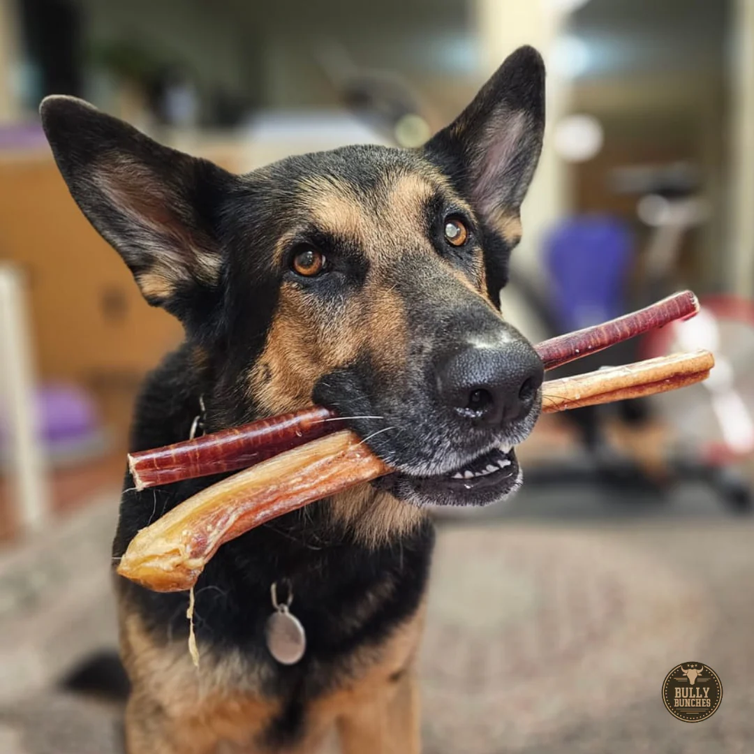 12 Inch Jumbo Bully Stick - Image 7