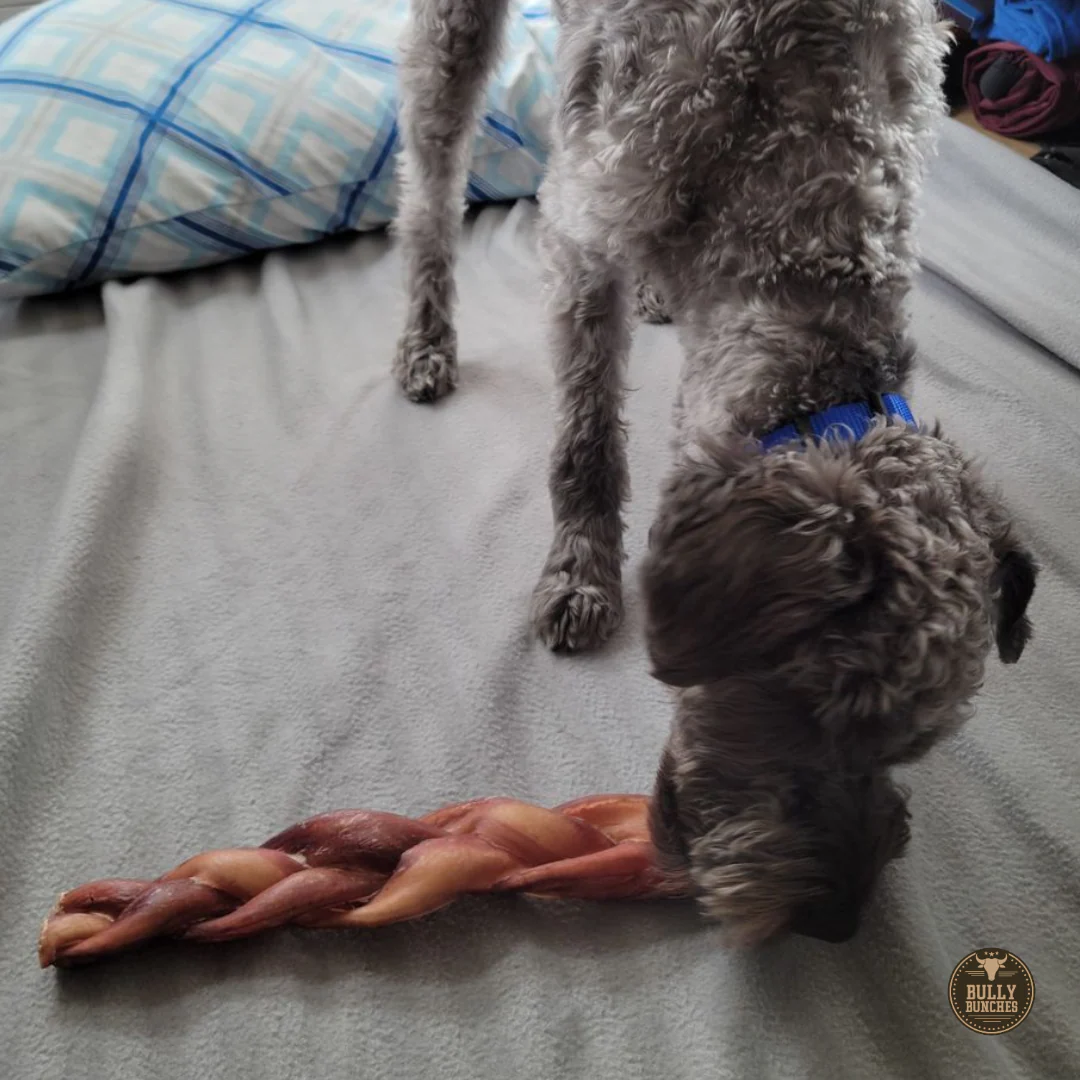 12 Inch Monster Braided Bully Stick - Image 5