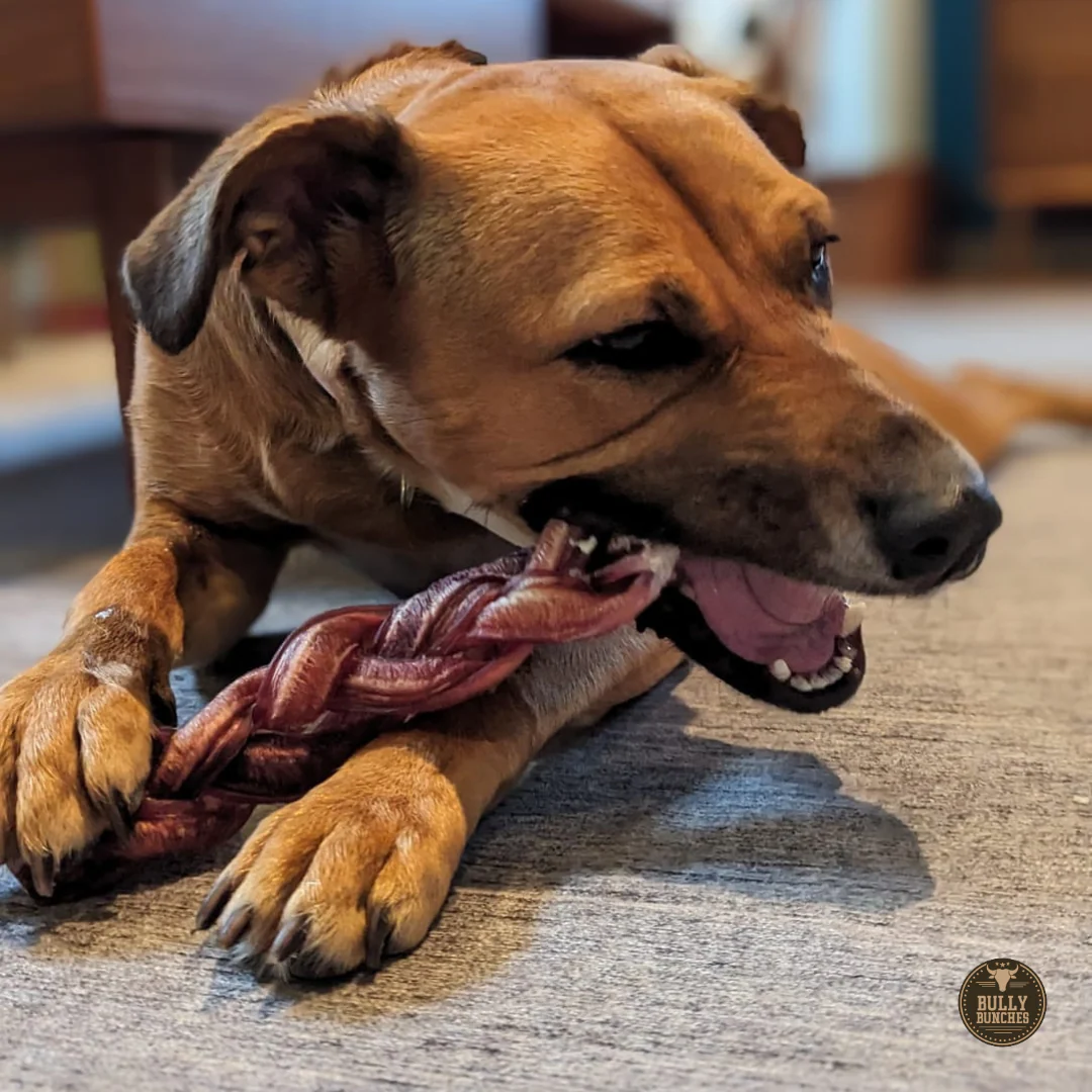 12 Inch Monster Braided Bully Stick - Image 7