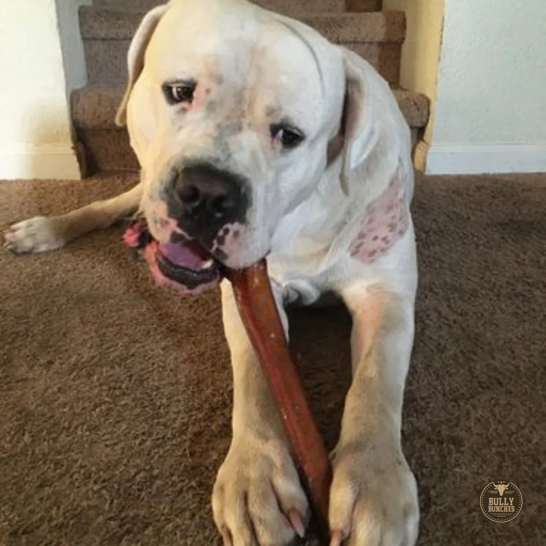 12 Inch Monster Bully Stick - Image 3