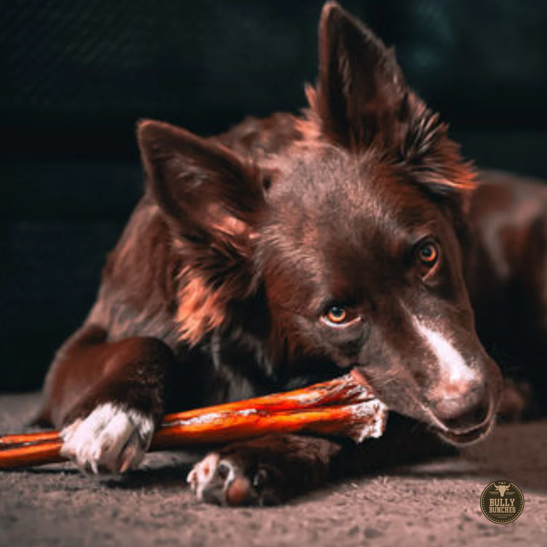 12 Inch Monster Bully Stick - Image 8