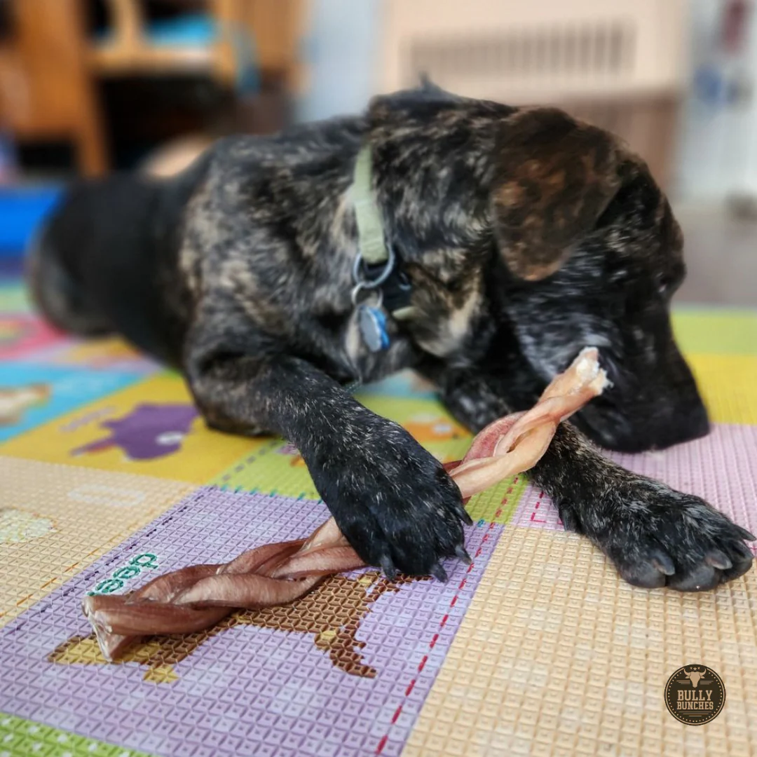12 Inch Standard Braided Bully Stick - Image 10