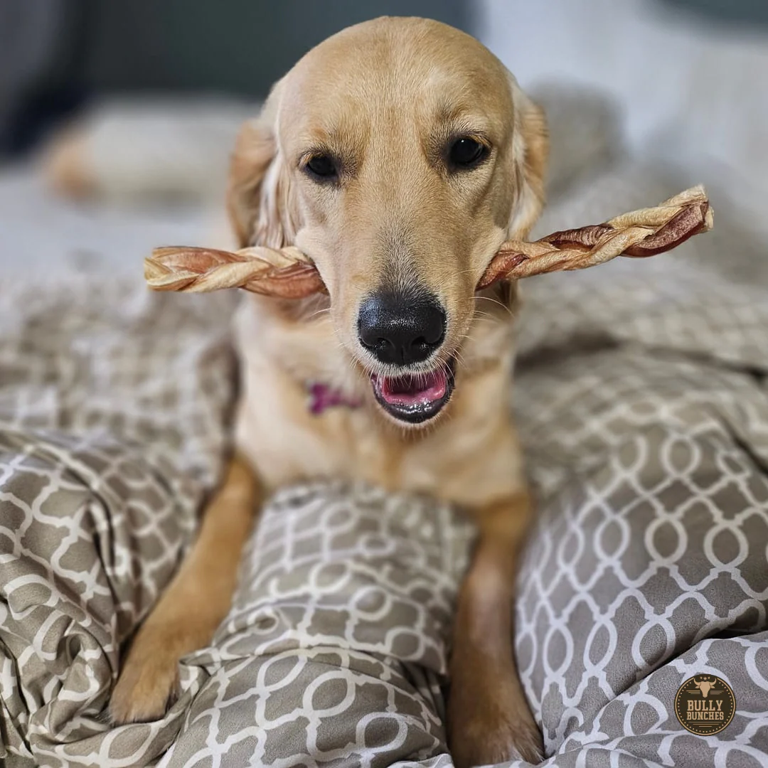 12 Inch Standard Braided Bully Stick - Image 3