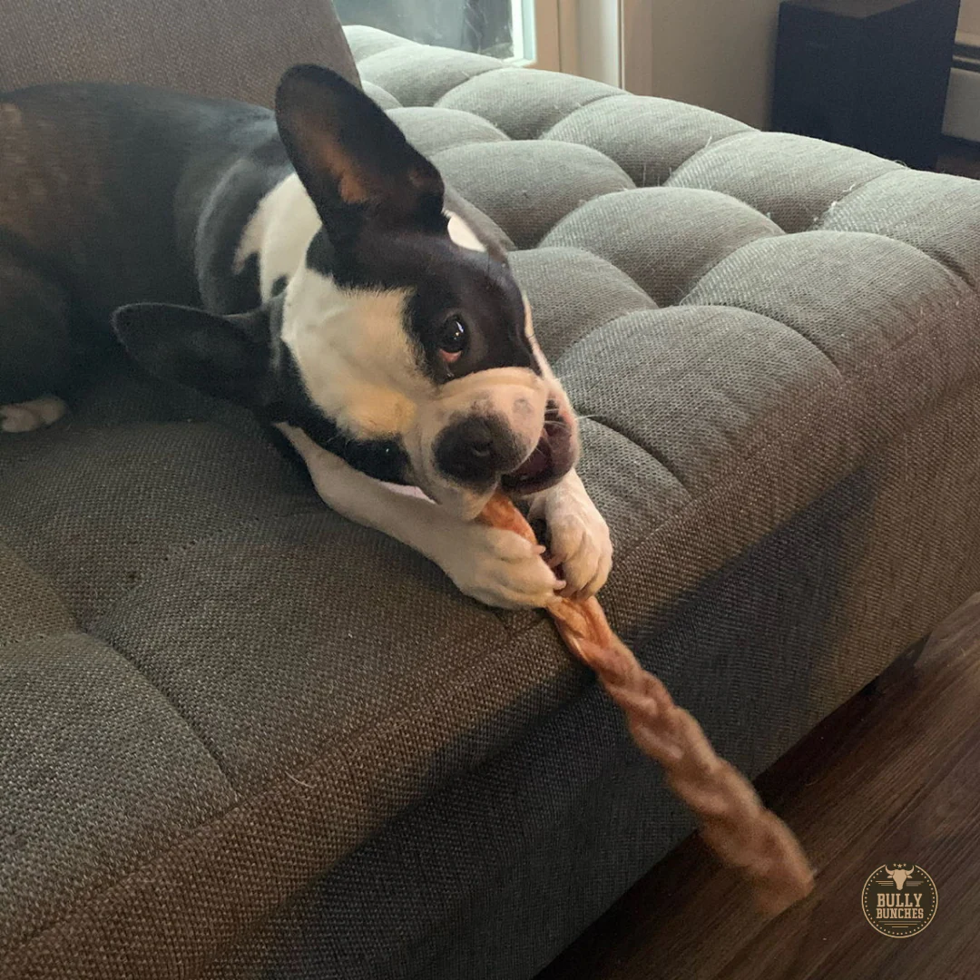 12 Inch Standard Braided Bully Stick - Image 6