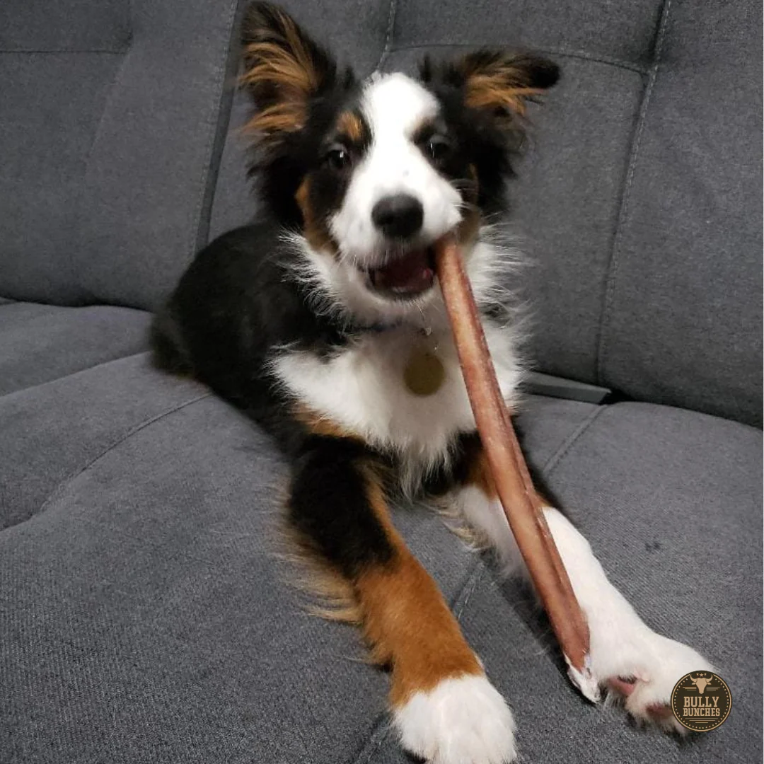 12 Inch Standard Bully Stick - Image 3