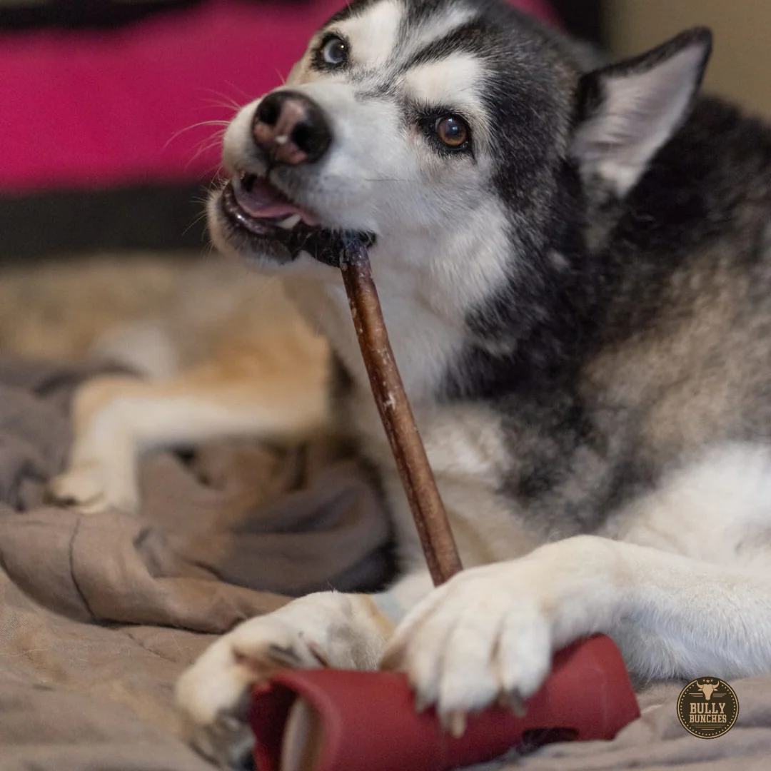 12 Inch Standard Bully Stick - Image 5