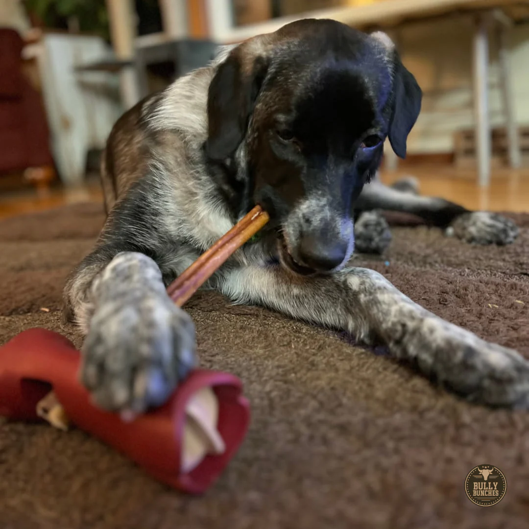 12 Inch Standard Bully Stick - Image 7