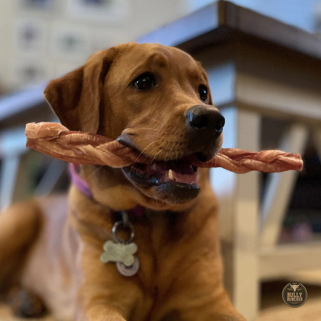 12 Inch Thick Braided Bully Stick - Image 3