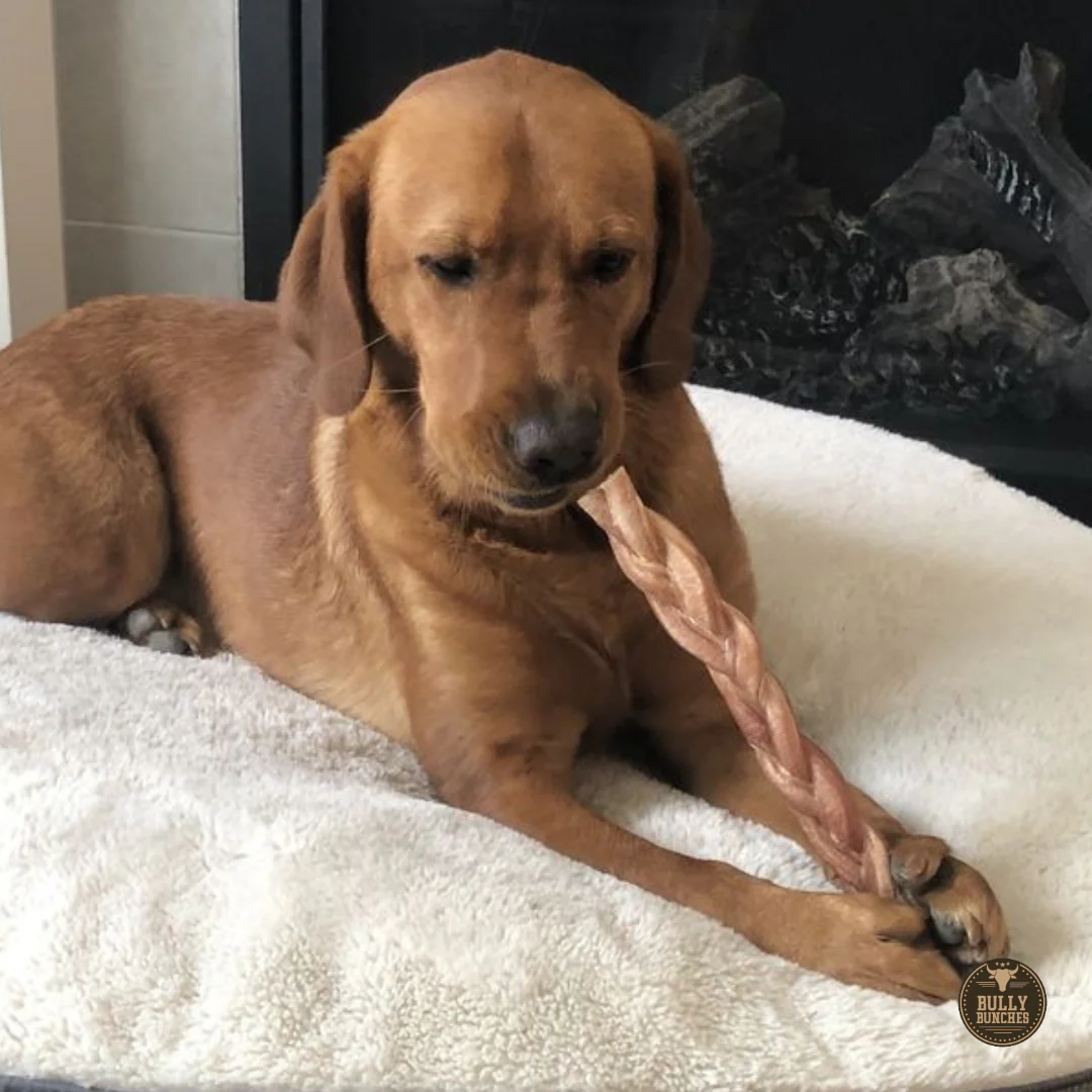 12 Inch Thick Braided Bully Stick - Image 5