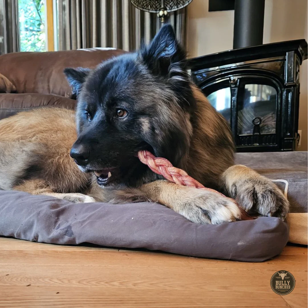 12 Inch Thick Braided Bully Stick - Image 8