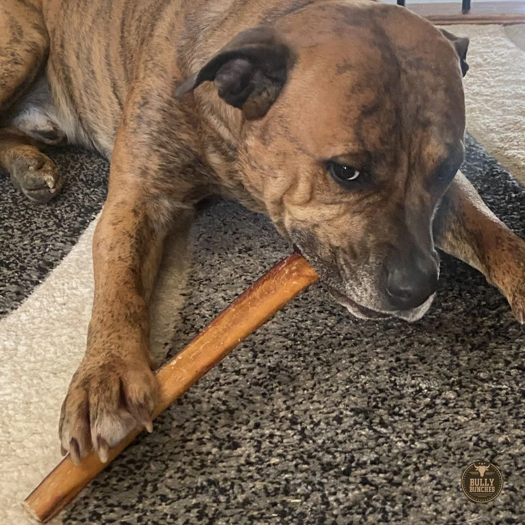 12 Inch Thick Bully Stick - Image 3