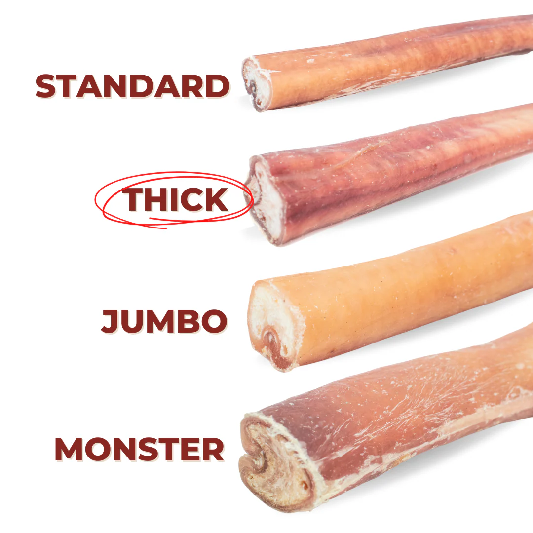 12 Inch Thick Bully Stick - Image 4