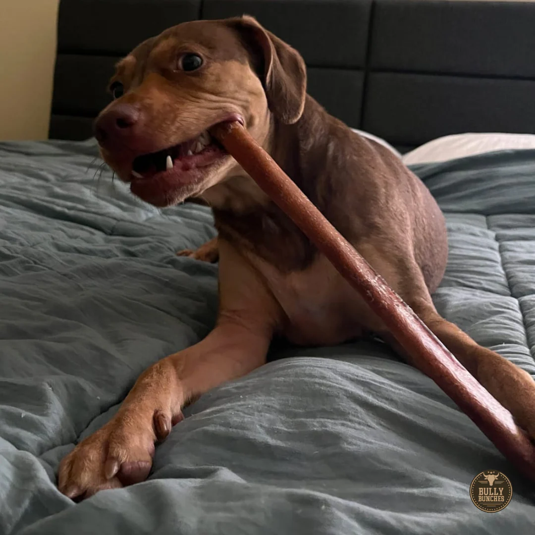 12 Inch Thick Bully Stick - Image 5