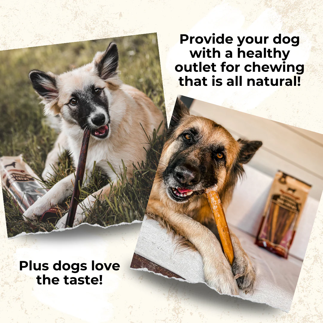 12 Inch Thick Bully Stick - Image 7