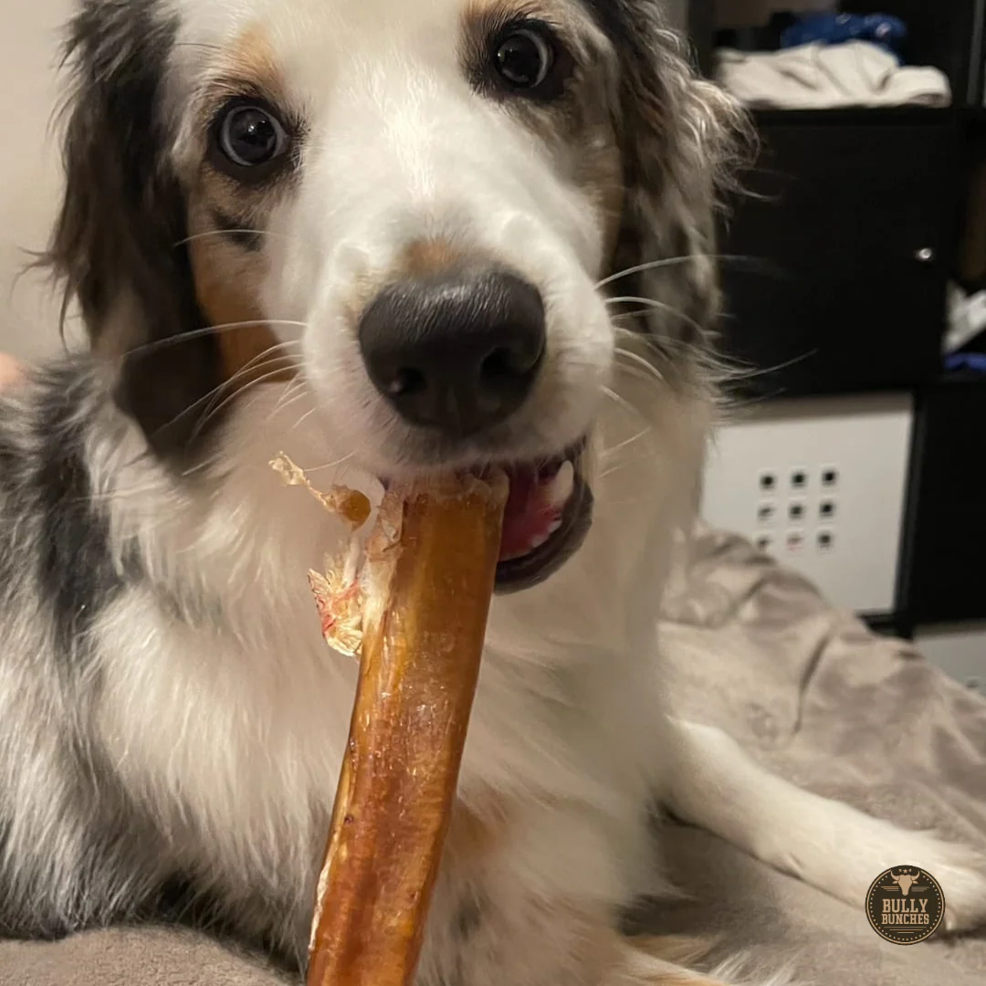 12 Inch Thick Bully Stick - Image 8
