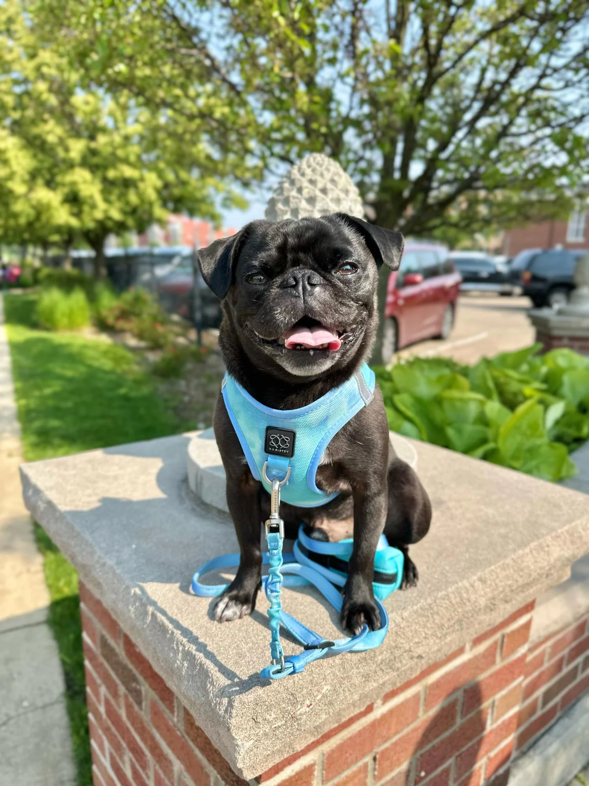 3-in-1 City Dog Leash - Ocean - Image 3