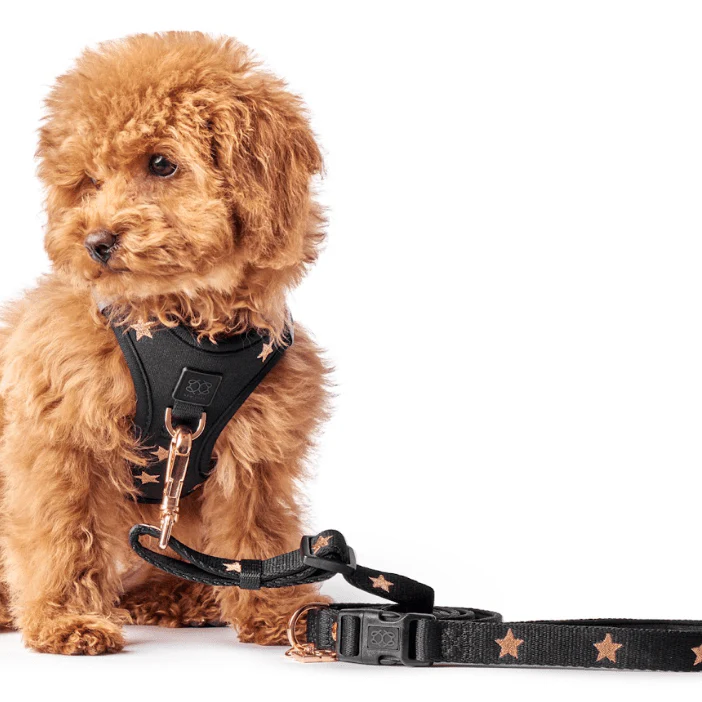 3-in-1 City Dog Leash - Rockstar - Image 3