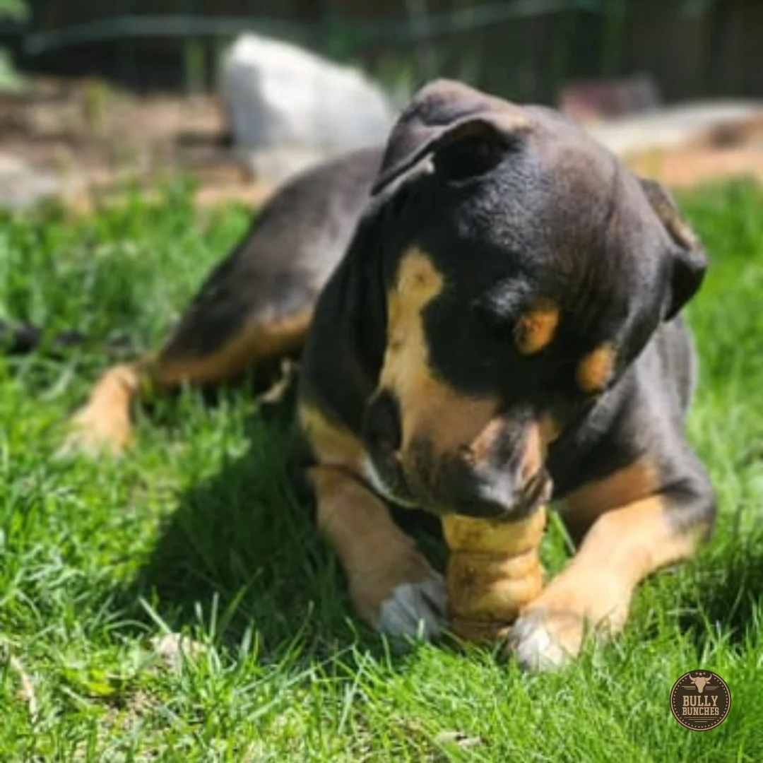 5-6 Inch Peanut Butter Cheek Roll - Image 6
