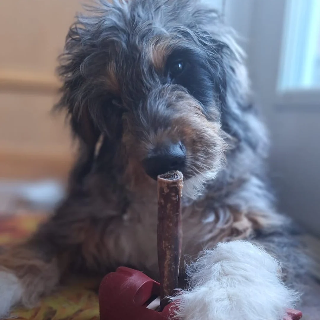 5-6 Inch Champion Chew - Image 3