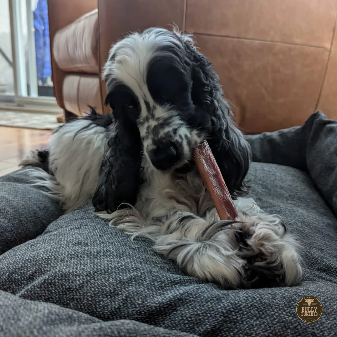 5-6 Inch Champion Chew - Image 7