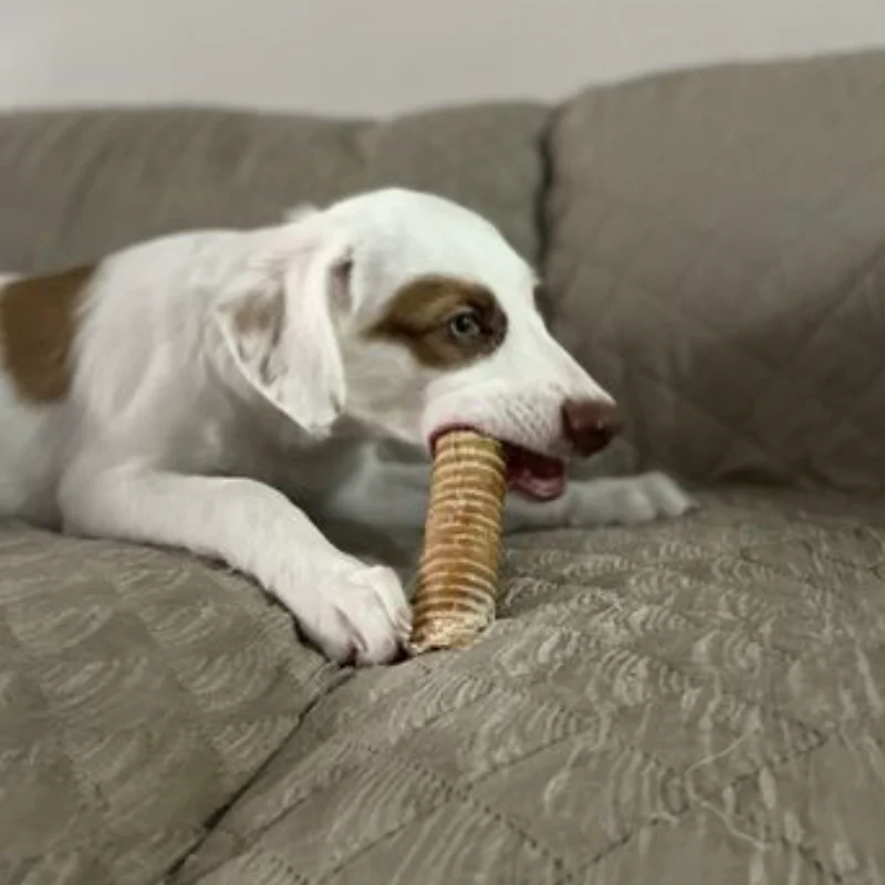 6 Inch Beef Trachea - Image 3