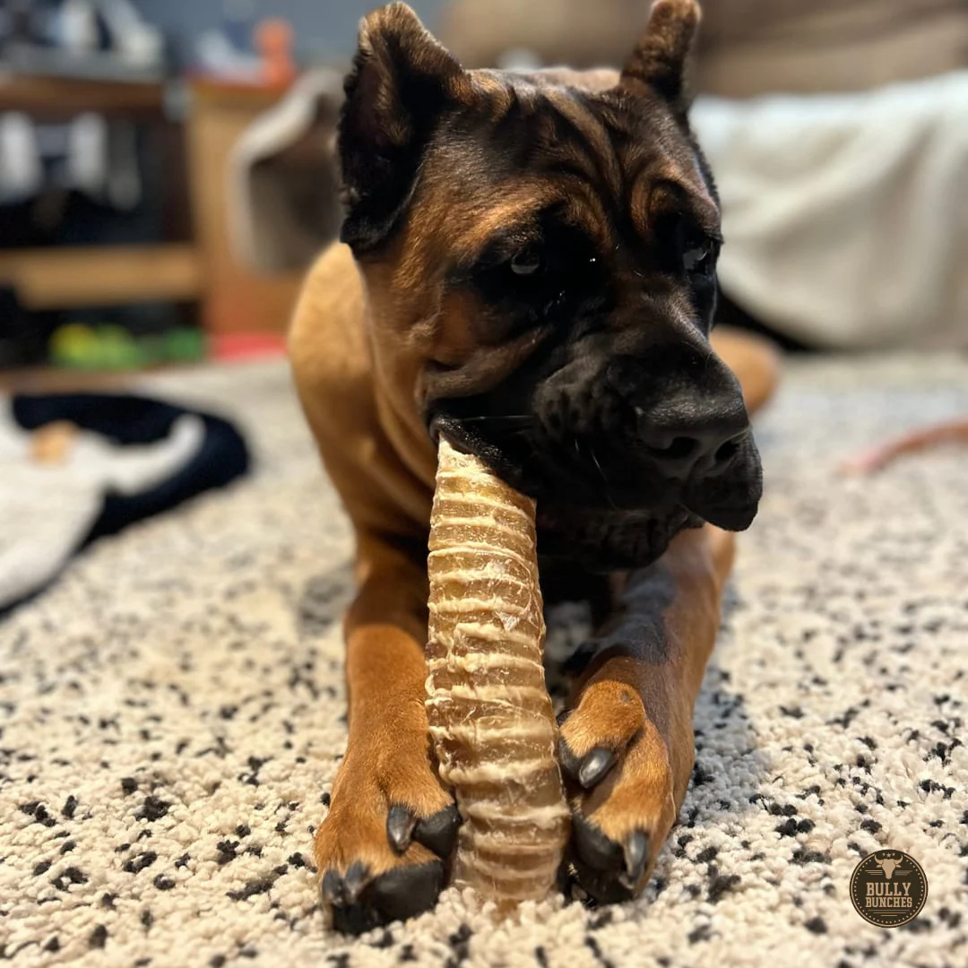 6 Inch Beef Trachea - Image 5
