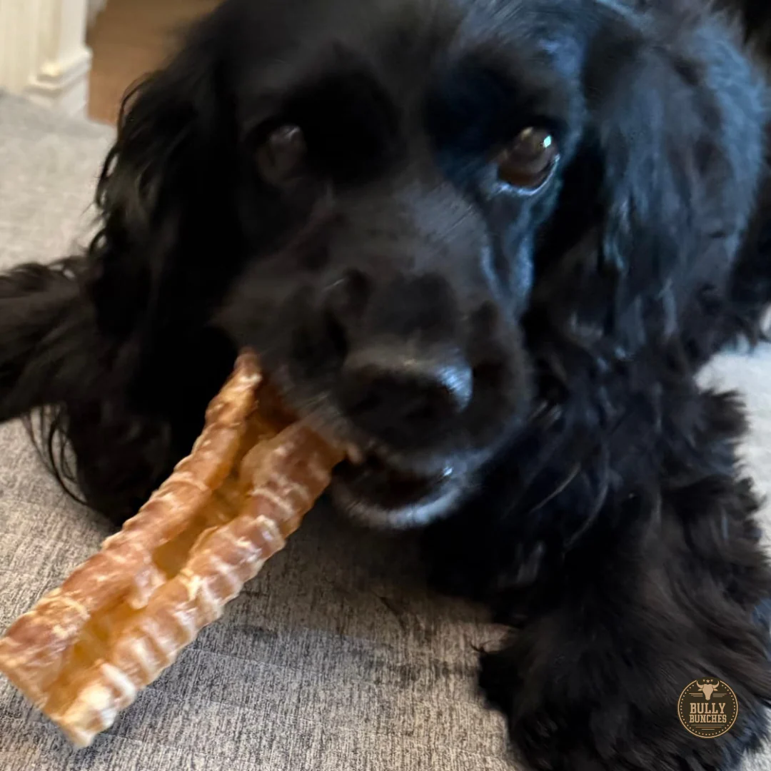 6 Inch Beef Trachea - Image 6