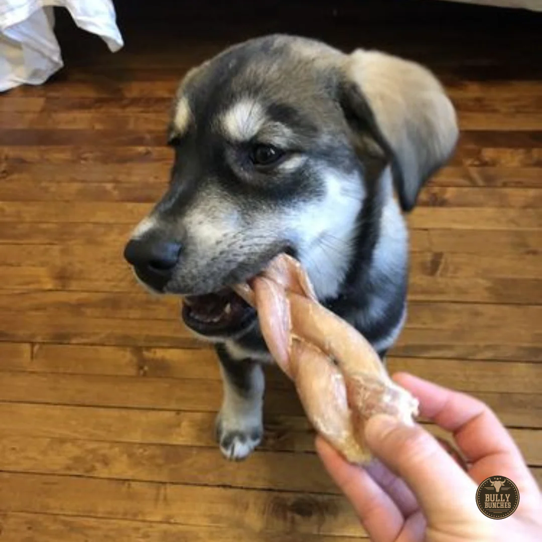 6 Inch Jumbo Braided Bully Stick - Image 3