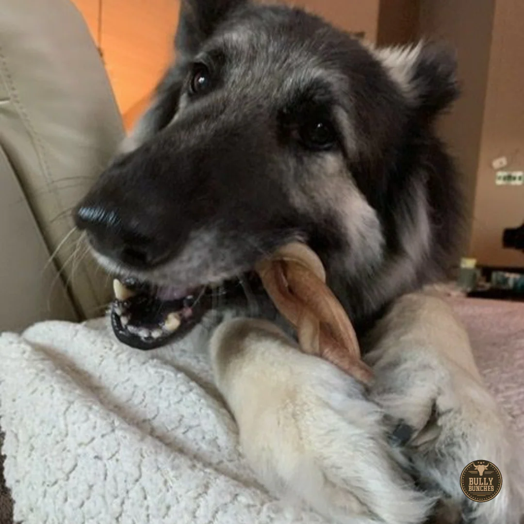 6 Inch Jumbo Braided Bully Stick - Image 6