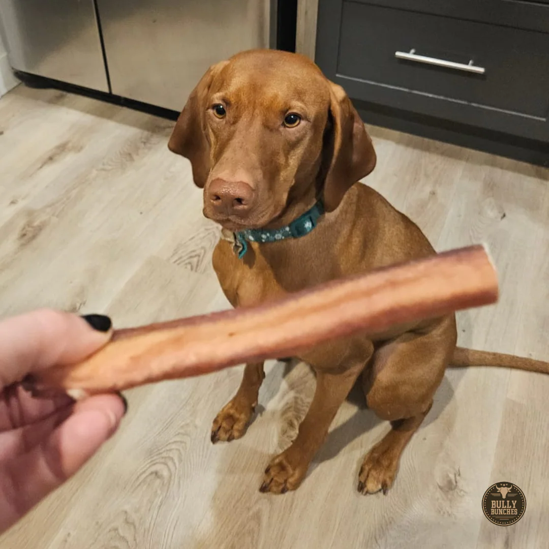6 Inch Jumbo Bully Stick - Image 3