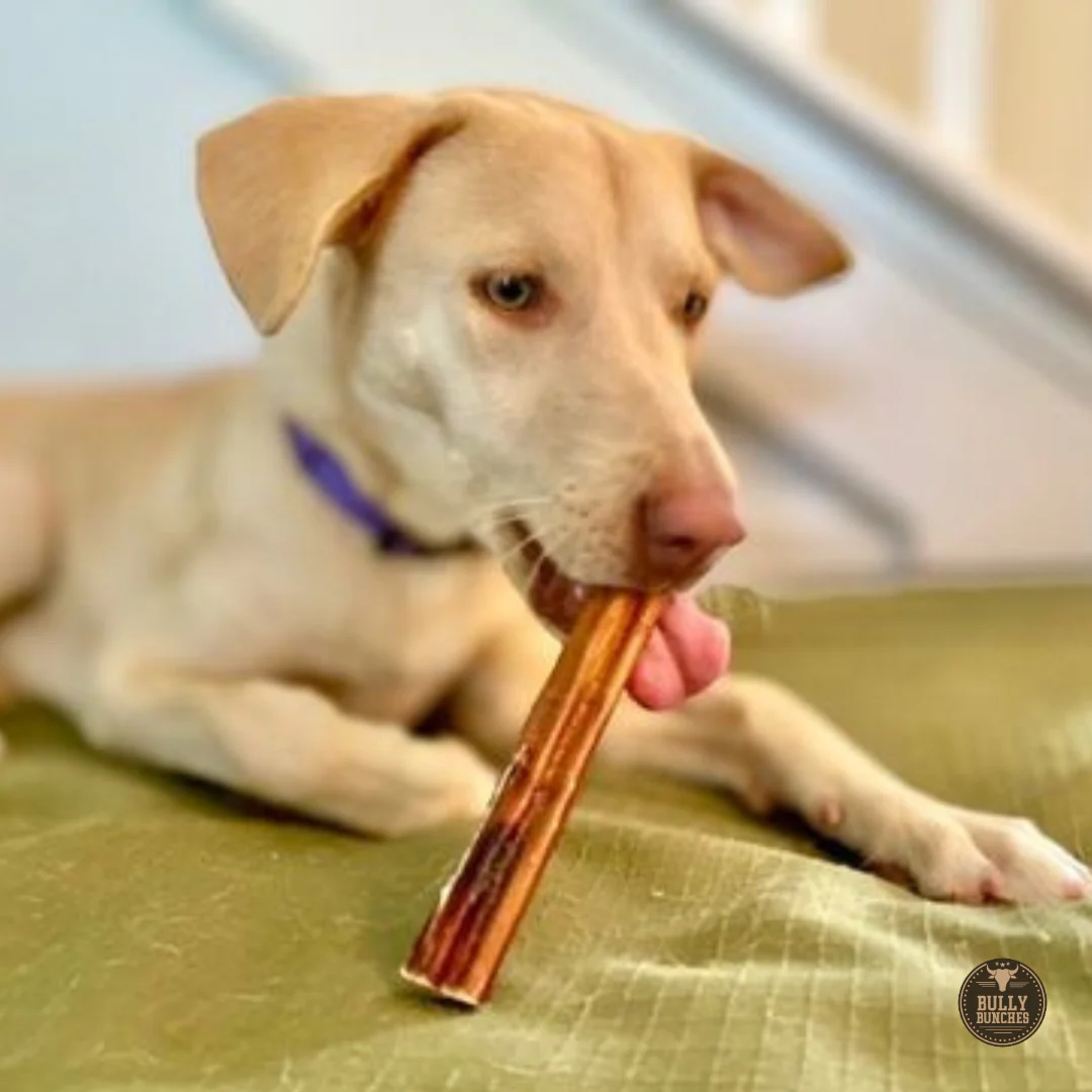6 Inch Jumbo Bully Stick - Image 6