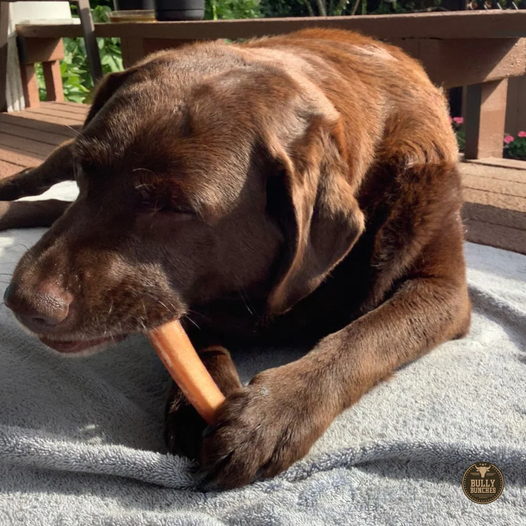 6 Inch Jumbo Bully Stick - Image 9