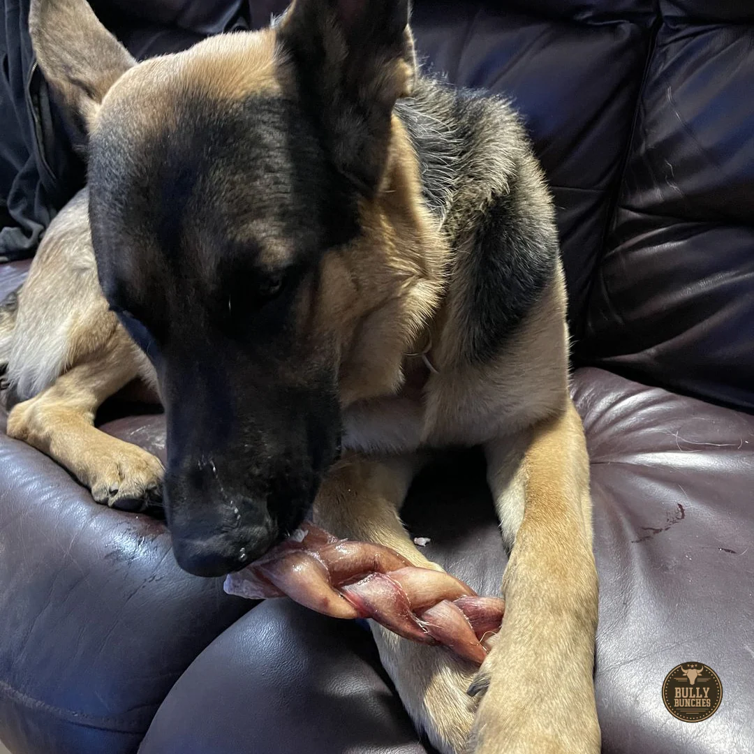 6 Inch Monster Braided Bully Stick - Image 5