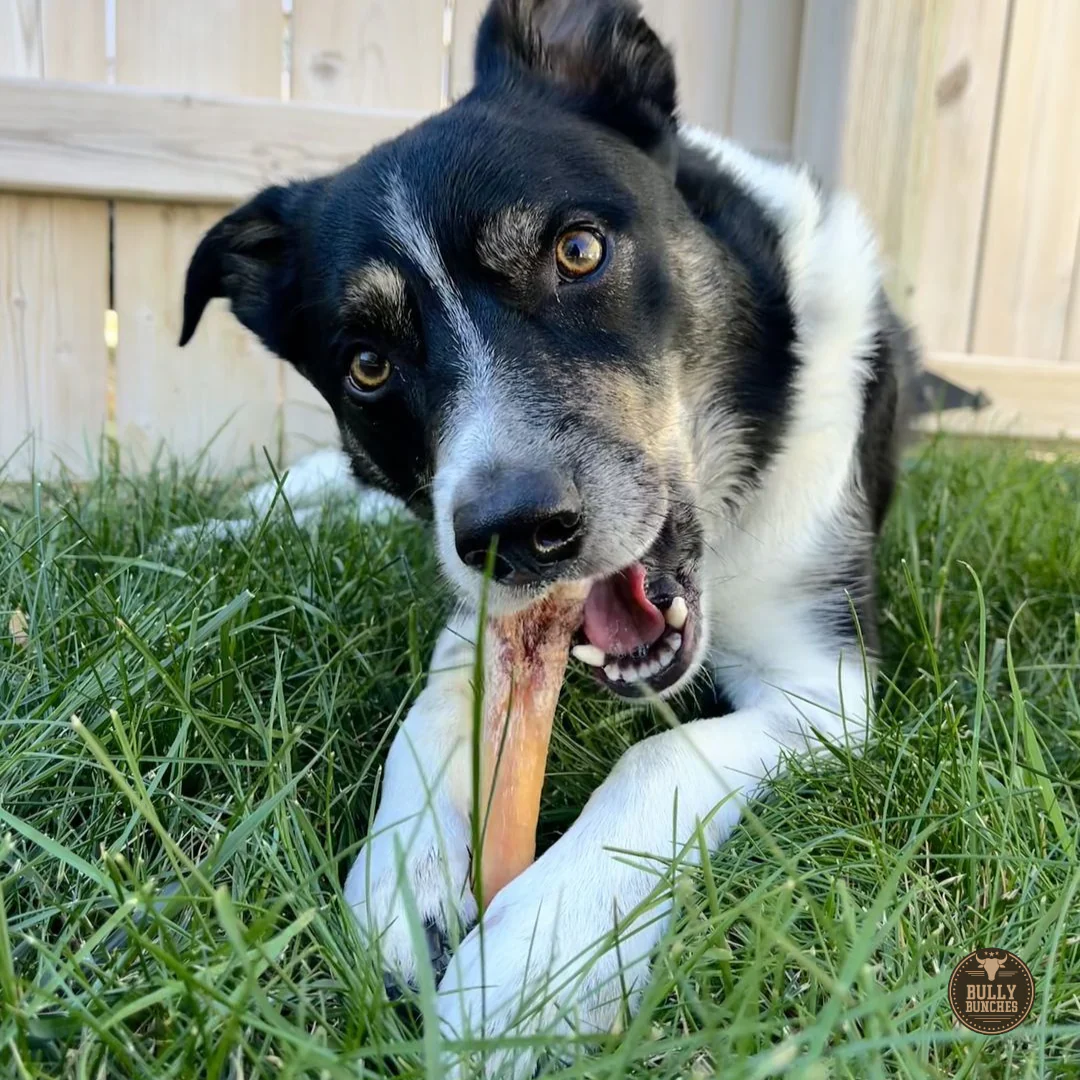6 Inch Monster Bully Stick - Image 5