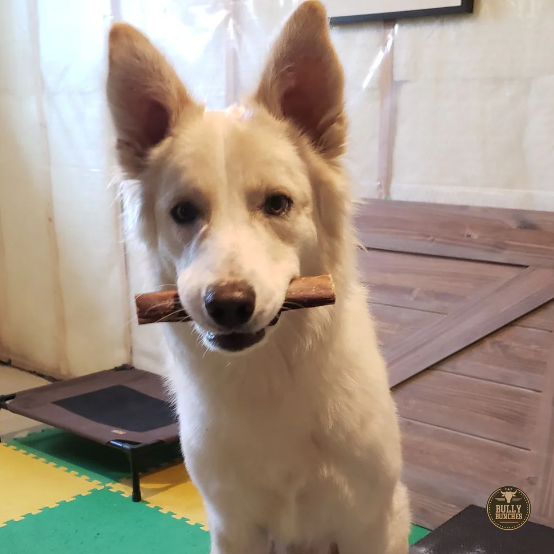 6 Inch Monster Bully Stick - Image 8