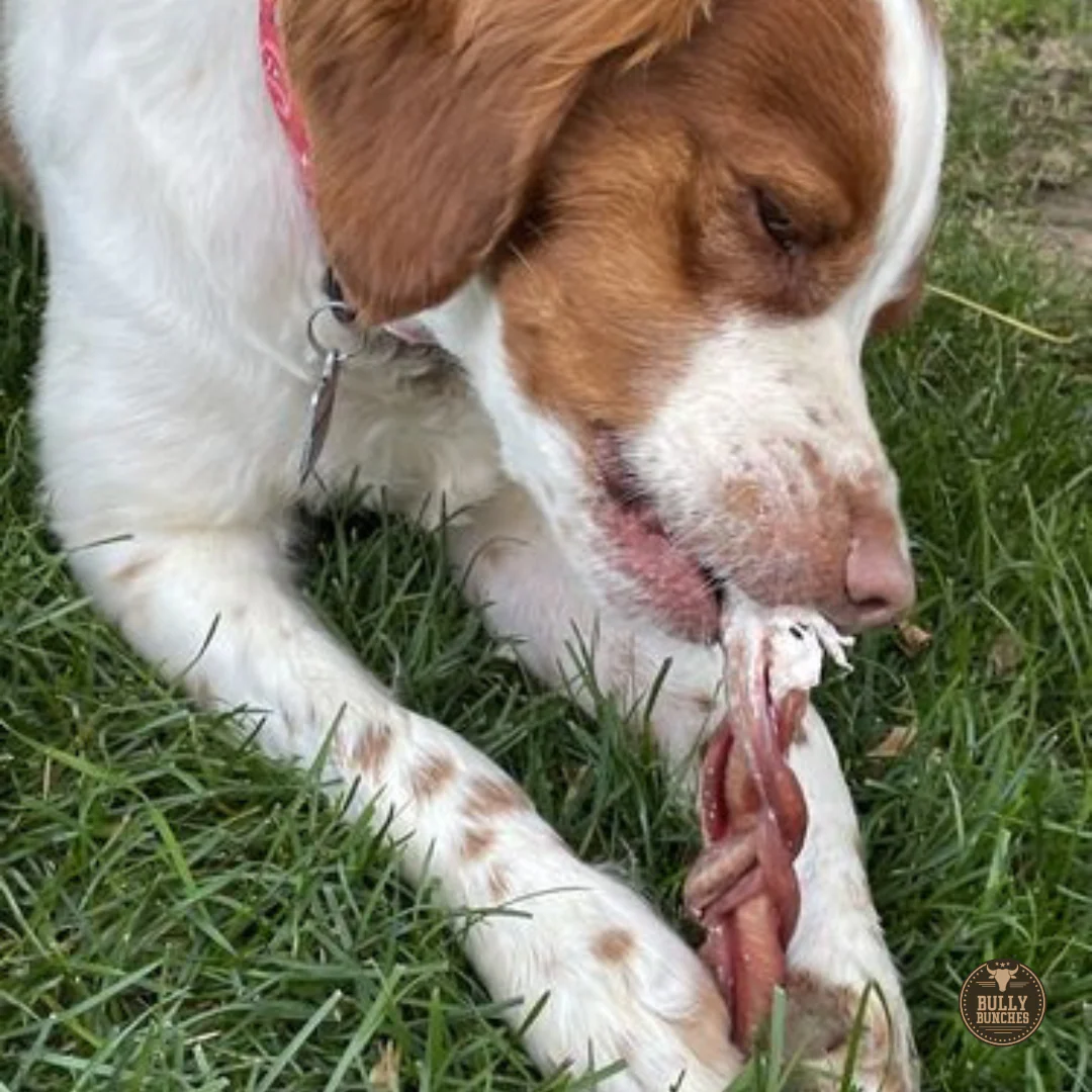 6 Inch Standard Braided Bully Stick - Image 10