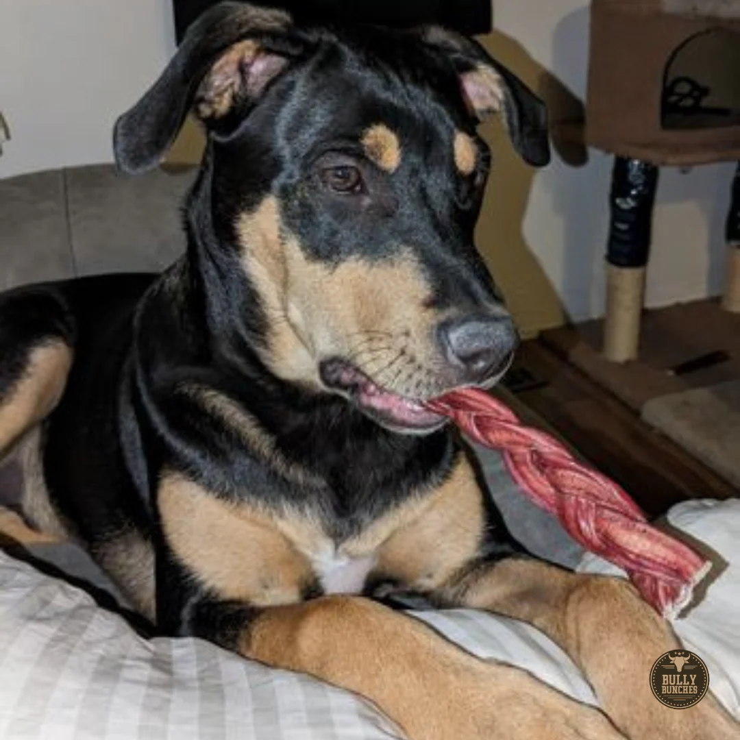 6 Inch Standard Braided Bully Stick - Image 3