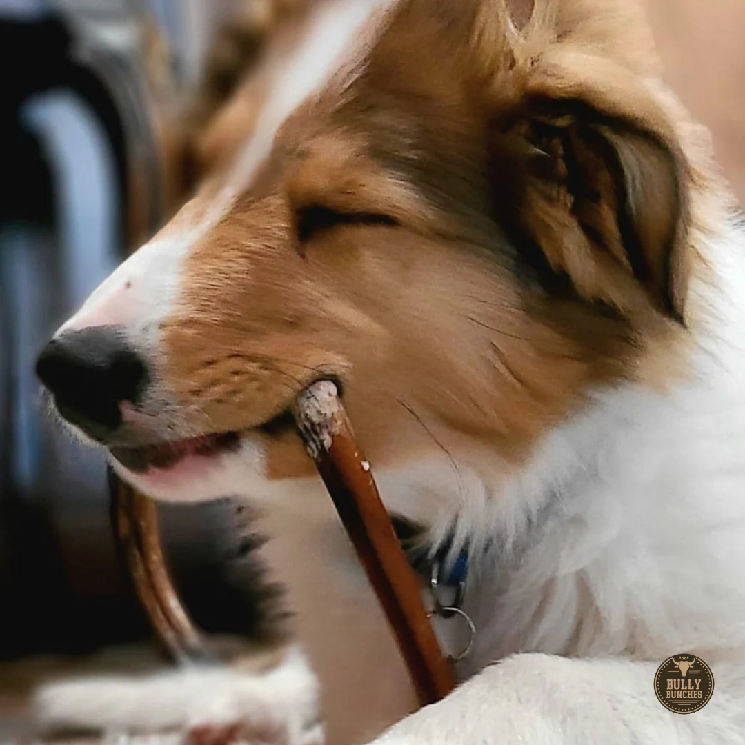 6 Inch Standard Bully Stick - Image 5