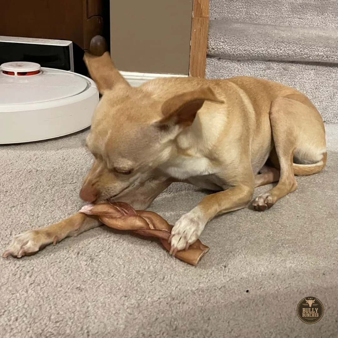 6 Inch Thick Braided Bully Stick - Image 10